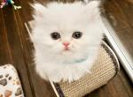 Prince - Persian Cat For Sale - Spring&comma; TX&comma; US