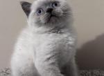 Vanessa - British Shorthair Cat For Sale - Huntington&comma; NY&comma; US