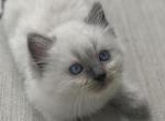 Snowflake - Ragdoll Cat For Sale - Saugerties&comma; NY&comma; US
