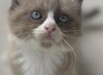 Lemur - Ragdoll Cat For Sale - Saugerties&comma; NY&comma; US