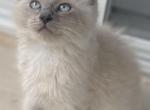 Christopher Cream - Ragdoll Cat For Sale - Saugerties&comma; NY&comma; US