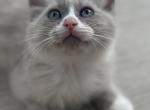 Socks - Ragdoll Cat For Sale - Saugerties&comma; NY&comma; US