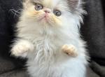 Ringo - Persian Cat For Sale - Callahan&comma; FL&comma; US