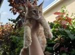 Orange - Maine Coon Cat For Sale - Hollywood&comma; FL&comma; US
