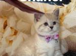 British Shorthair Kittens - British Shorthair Cat For Sale - Philadelphia&comma; PA&comma; US
