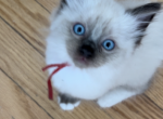 Female Mitted and Socked Seal Point Ragdoll - Ragdoll Cat For Sale - Central Nyack&comma; NY&comma; US