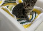 Tabby striped boy - Domestic Cat For Sale - Auburn&comma; WA&comma; US
