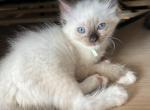 Female Mitted and Socked Chocolate Point Ragdoll - Ragdoll Cat For Sale - Central Nyack&comma; NY&comma; US