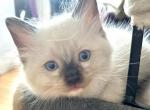 Female Chocolate Point mitted  and Socked Ragdoll - Ragdoll Cat For Sale - Central Nyack&comma; NY&comma; US