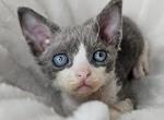 Umis - Devon Rex Cat For Sale - Williamsburg&comma; VA&comma; US