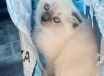 Marshmallow - Ragdoll Cat For Sale - WI&comma; US