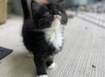 Max - Ragdoll Cat For Sale - Saugerties&comma; NY&comma; US
