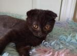 A Pair of Scottish Fold Kittens - Scottish Fold Cat For Sale - Copperas Cove&comma; TX&comma; US
