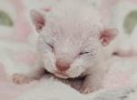 Islas - Devon Rex Cat For Sale - Williamsburg&comma; VA&comma; US