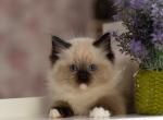 Daniel - Ragdoll Cat For Sale - Miami&comma; FL&comma; US