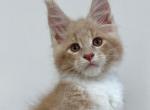 Erema - Maine Coon Cat For Sale - Miami&comma; FL&comma; US