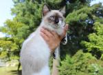 Zellaya - Munchkin Cat For Sale - Abington&comma; PA&comma; US