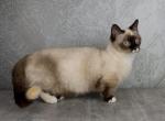 Munchkin Sakura - Munchkin Cat For Sale - Abington&comma; PA&comma; US