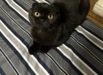 Fluffy - Scottish Fold Cat For Sale - Brooklyn&comma; NY&comma; US