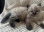 Anne - Himalayan Cat For Sale - Peoria&comma; IL&comma; US