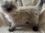 Diana - Himalayan Cat For Sale - Peoria&comma; IL&comma; US