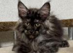 Winston - Maine Coon Cat For Sale - Miami&comma; FL&comma; US