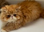 Polo - Persian Cat For Sale - Hollywood&comma; FL&comma; US