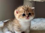 Stella - Munchkin Cat For Sale - Hollywood&comma; FL&comma; US