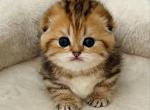 Axa&lowbar; - Munchkin Cat For Sale - Hollywood&comma; FL&comma; US
