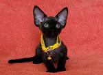 Garry - Devon Rex Cat For Sale - Norwalk&comma; CT&comma; US