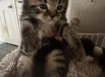 Siamese Maine coon mix litter - Siamese Cat For Sale - Leominster&comma; MA&comma; US
