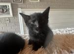 Black Siamese - Domestic Cat For Sale - Leominster&comma; MA&comma; US