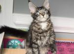 Blue Eye Boy - Maine Coon Cat For Sale - Johns Creek&comma; GA&comma; US