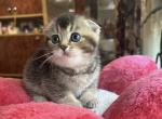 Jess 3 - Scottish Fold Cat For Sale - New York&comma; NY&comma; US