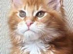 Sunny - Maine Coon Cat For Sale - Lanoka Harbor&comma; NJ&comma; US