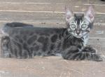 Beautiful Bengals - Bengal Cat For Sale - Norwalk&comma; OH&comma; US