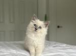 Lily SOLD - Ragdoll Cat For Sale - Mount Vernon&comma; WA&comma; US
