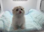 Bubu the Munchkin Scottish Fold - Munchkin Cat For Sale - Houston&comma; TX&comma; US