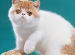 Prince - Exotic Cat For Sale - Norwalk&comma; CT&comma; US