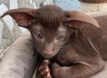 Gene - Oriental Cat For Sale - Pembroke Pines&comma; FL&comma; US