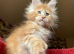 Romashka Polydactyl - Maine Coon Cat For Sale - Miami&comma; FL&comma; US