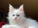 Xandra - Maine Coon Cat For Sale - Miami&comma; FL&comma; US