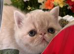Cinder - Exotic Cat For Sale - TN&comma; US