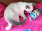 Bluepoint Snowshoe Boy - Snowshoe Cat For Sale - Walterboro&comma; SC&comma; US