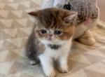 Pochantis - Exotic Cat For Sale - TN&comma; US