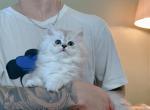 kale - Minuet Cat For Sale - Staten Island&comma; NY&comma; US