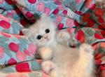 Papi - Minuet Cat For Sale - Staten Island&comma; NY&comma; US