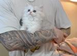 Yaaho - Minuet Cat For Sale - Staten Island&comma; NY&comma; US