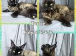 Tortie poly on all 4 - Maine Coon Cat For Sale - Omaha&comma; NE&comma; US
