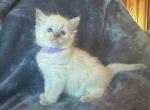 Coral - Ragdoll Cat For Sale - Los Angeles&comma; CA&comma; US